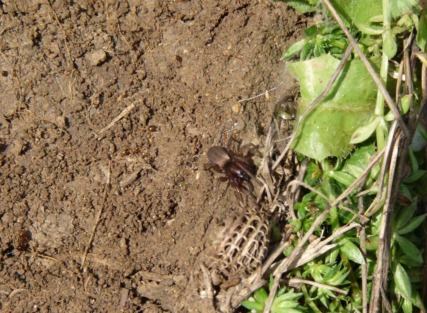 Gnaphosidae: probabile Haplodrassus sp.